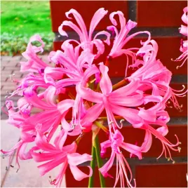 nerine-bowdenii-nerina-bowdena-rozowa-cebulki-1-sztuka-gratis