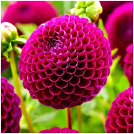 dalia-pomponowa-downham-royal-bordowa-sadzonki-bulwy-3-szt-gratis