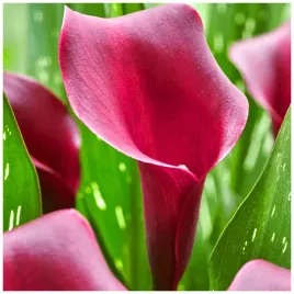 kalia-kalla-calla-zantedeschia-macau-sliwkowa-cebulki-1-szt-gratis