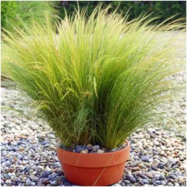 ostnica-mocna-pony-tails-pieknie-falujaca-trawa-nasiona-005-g