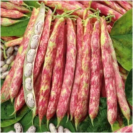 fasola-borlotto-nasiona-30-g-aktrakcyjne-straki-oraz-nasiona