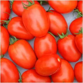 pomidor-wysoki-sonet-f1-pod-oslony-i-do-gruntu-nasiona-01g