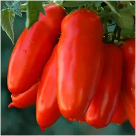 pomidor-hugo-odmiana-wysoka-do-tuneli-i-gruntu-nasiona-05-g