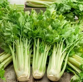 seler-naciowy-nuget-nasiona-05-g-wczesny