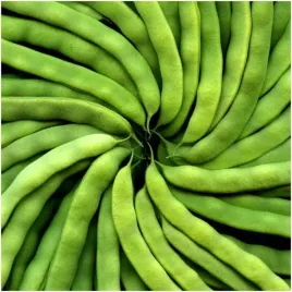 fasola-zwykla-tyczna-zielona-belmonte-nasiona-20g