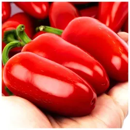 papryka-jalapeno-ruben-ostra-typu-chili-nasiona-05-g