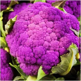 brokul-fioletowy-miranda-srednio-pozny-nasiona-1g