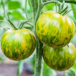 pomidor-green-zebra-oryginalny-smak-i-wyglad-nasiona-02-g