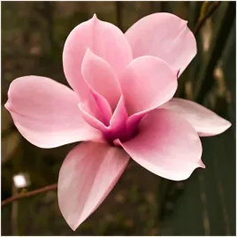 magnolia-loebnera-krzew-milosci-nasiona