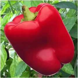 papryka-california-wonder-duze-soczyste-owoce-nasiona-05-g