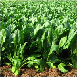 szpinak-olbrzym-zimowy-nasiona-10-g-pelen-witamin