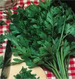 bio-pietruszka-gigante-d-italia-pietruszka-naciowa-nasiona-2-g