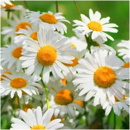 rumianek-pospolity-pachnace-ziola-do-ogrodu-miododajny-nasiona-02-g