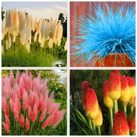 zestaw-125-nasion-trawa-pampasowa-biala-rozowa-trytoma-kostrzewa-sina