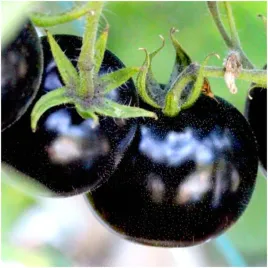 black-cherry-pomidor-nasiona-czarny-slodki-koktajlowy