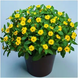 sanwitalia-rozeslana-zolta-miododajna-liczne-kwiat-nasiona-05-g