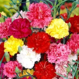 gozdzik-ogrodowy-chabaud-mix-nasiona-01g