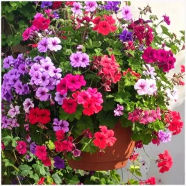 pelargonia-bluszczolistna-speedy-mix-10-nasion