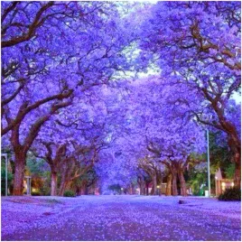 paulownia-puszysta-cesarskie-drzewko-szczescia-nasiona-01-g