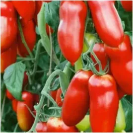 pomidor-gruntowy-scatolone-2-idealny-na-przeciery-nasiona-05-g