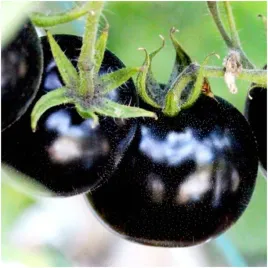 pomidor-black-cherry-nasiona-czarny-slodki-koktajlowy
