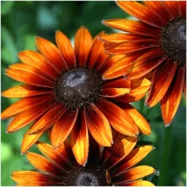 rudbekia-dwubarwna-teczowa-jezowka-nasiona-002-g