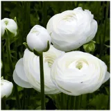 jaskier-ranunculus-bialy-cebulki-5-szt-prezent