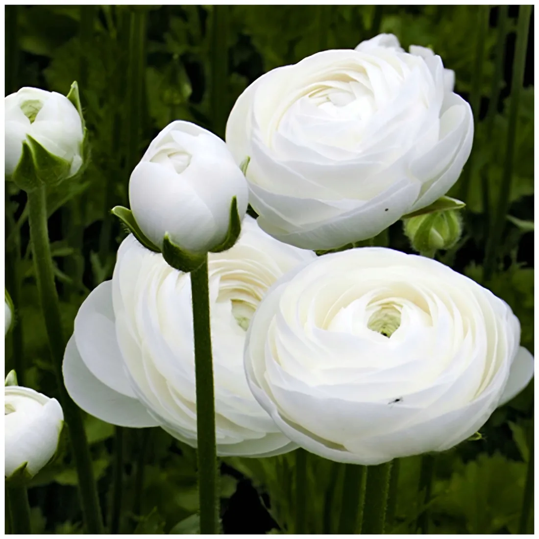 jaskier-cebulki-ranunculus-bialy-5-szt-gratis-czas-sadzenia-sadzone-jesienia-sadzone-wiosna-wykopywanie-na-zime
