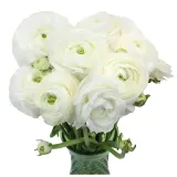 jaskier-cebulki-ranunculus-bialy-5-szt-gratis-czas-sadzenia-sadzone-jesienia-sadzone-wiosna-wykopywanie-na-zime