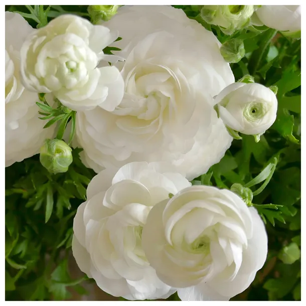 jaskier-cebulki-ranunculus-bialy-5-szt-gratis-rodzaj-rosliny-jaskier