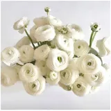jaskier-cebulki-ranunculus-bialy-5-szt-gratis-roslina-w-postaci-bulwy-cebule-klacza-w-opakowaniu-zbiorczym