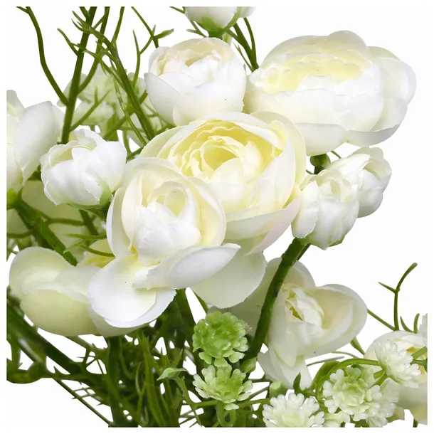 jaskier-cebulki-ranunculus-bialy-5-szt-gratis-stan-opakowania-oryginalne