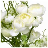 jaskier-cebulki-ranunculus-bialy-5-szt-gratis-stan-opakowania-oryginalne