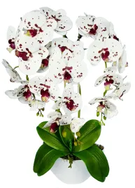 kwiat-doniczkowy-storczyk-damich-bialy-60-cm