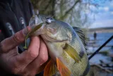 keitech-swing-impact-3-lt27-shrimp-flk-waga-380-g