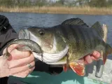 keitech-swing-impact-3-lt27-shrimp-flk-liczba-sztuk-10-szt