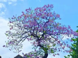 paulownia-omszona-cesarska-drzewo-tlenowe-co2-piekne-ogrod-oxygen-tree
