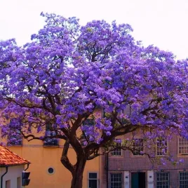 paulownia-omszona-cesarska-drzewo-tlenowe-oxygen-tree-co2-piekne-ogrod