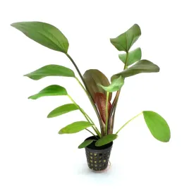 echinodorus-hot-pepper-roslina-do-akwarium-bez-co2-koszyk