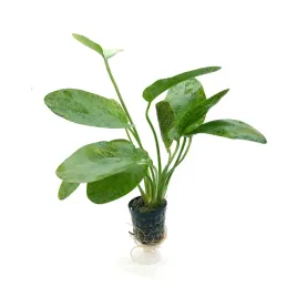 echinodorus-green-ocelot-zabienica-roslina-do-akwarium-bez-co2-koszyk