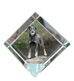 owczarek-francuski-beauceron-krysztalowa-kostka-ze-zdjeciem-zdjecie-koni