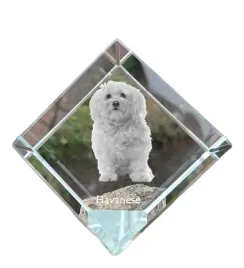 hawanczyk-havanese-krysztalowa-kostka-ze-zdjeciem-zdjecie-konia-w-krysz