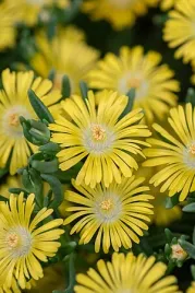 delosperma-solstice-yellow-delosperma-cooperi
