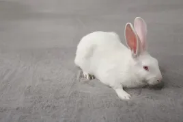 gesty-dywan-imitacja-futra-krolika-140x200-rabbit