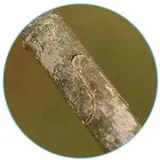 nozyce-reczne-korbi-3-cm-marka-korbi-zasilanie-reczne