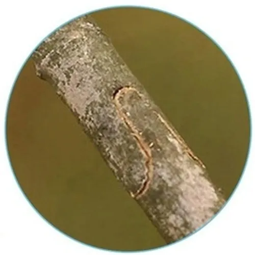 nozyce-reczne-korbi-3-cm