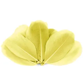 piorka-dekoracyjne-gesie-zolty-stoklasa-55-7-cm-10-szt