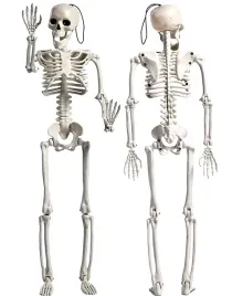 szkielet-wiszacy-kosciotrup-40cm-halloween-kostek