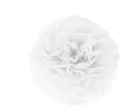 pompon-bibulowy-25-cm-urodziny-party-pomponik-bibula-bibulowa-bialy-biel