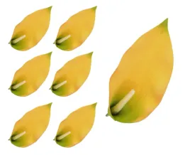 kalia-piankowa-zolto-zielona-6-sztuk